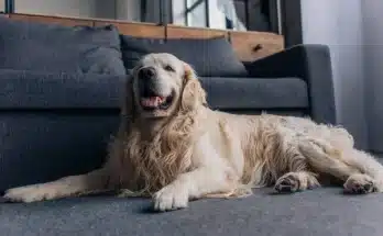 Mit gondol rólad a kutyád? A tudomány válaszol