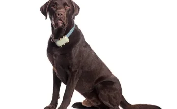 Mesterséges intelligencia a kutyatartásban – okos eszközök, amik segítik a gazdit