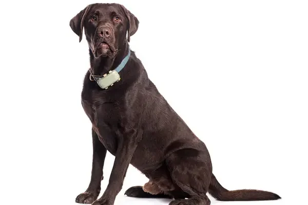 Mesterséges intelligencia a kutyatartásban – okos eszközök, amik segítik a gazdit