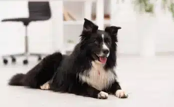 A világ legintelligensebb kutyafajtái – te felismered köztük a tiedet?