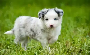 A legjobb kutyafajták gyerekek mellé – biztonságos, játékos, szeretetteljes