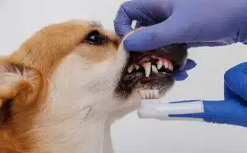 Kutyafogápolás egyszerűen: így lesz friss lehelete és egészséges foga