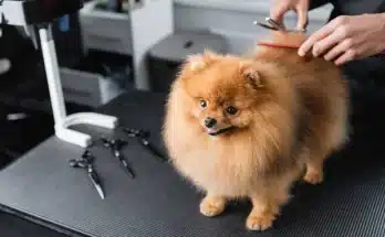Hogyan válassz jó kutyakozmetikust – 7 tipp, mielőtt időpontot foglalsz