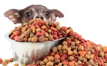 Mit ehet és mit nem ehet a kutyád? A tiltólista, amit minden gazdinak ismernie kell