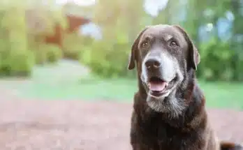 Az idős kutyák világa – hogyan tartsd boldogan az öregedő kedvencedet