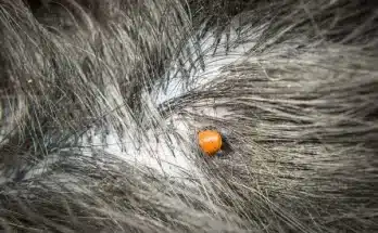 A kullancsveszély valós! Így védd meg a kedvencedet