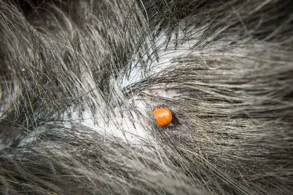 A kullancsveszély valós! Így védd meg a kedvencedet