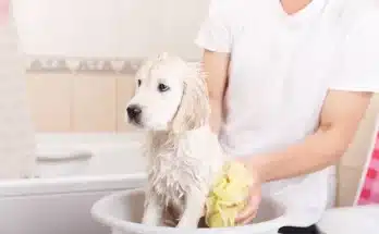 Milyen gyakran kell fürdetni a kutyát? Az állatorvos válaszol