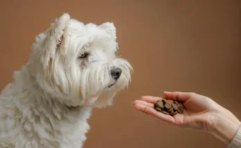 Allergia kutyáknál: hogyan ismerd fel és mit tehetsz ellene
