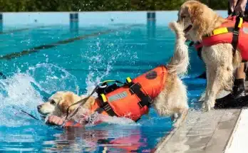 Kutyák a történelemben: hős négylábúak, akik megváltoztatták a világot