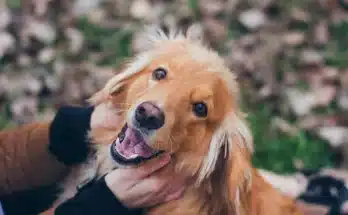 5 mód, ahogy a kutyád kimutatja, hogy szeret téged