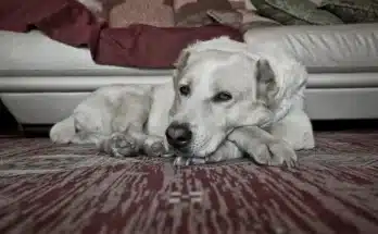 A kutyák empátiája: tényleg érzik, ha szomorú vagy?