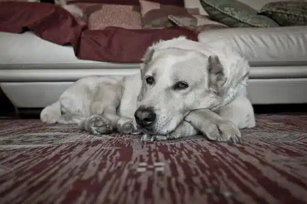 A kutyák empátiája: tényleg érzik, ha szomorú vagy?