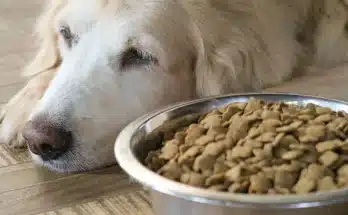 Házi gyógymódok kutyáknak – amit tényleg biztonságosan alkalmazhatsz