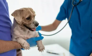 A leggyakoribb kutyabetegségek – és hogyan előzheted meg őket
