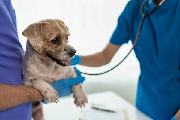 A leggyakoribb kutyabetegségek – és hogyan előzheted meg őket