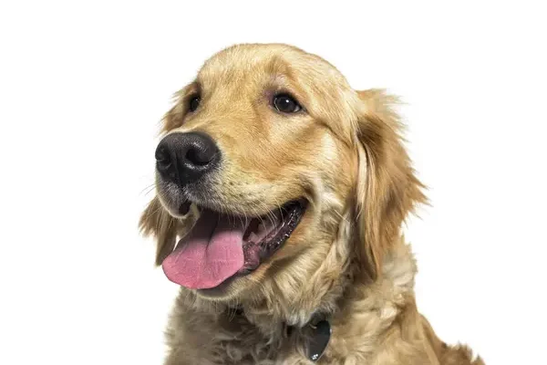 3+1 tipp, hogy a kutyádnak ne legyen stresszes az ünnepi időszak